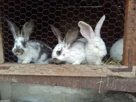 Продається здорова кролиця віком 7 місяців 8
