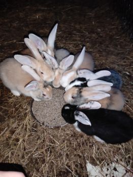 Продаж кроленнят 5