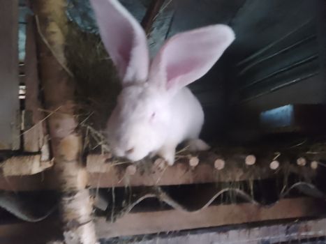 Кроленята від великого кроля Фладер 2