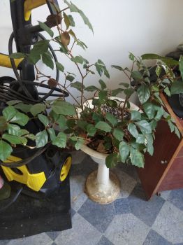 Бджолопакети