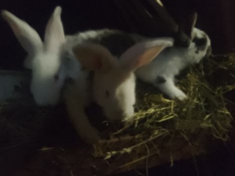 Кроленята від великого кроля Фландер 4