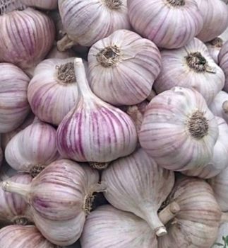 Часник, сіно, картопля, солома, кукурудза 2