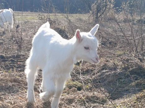 Козичка (зааненка) 1