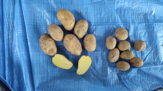 Картопля велика середня посадкова сорт тайфун 1