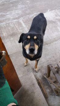 Ротвелер не чистокровний 1