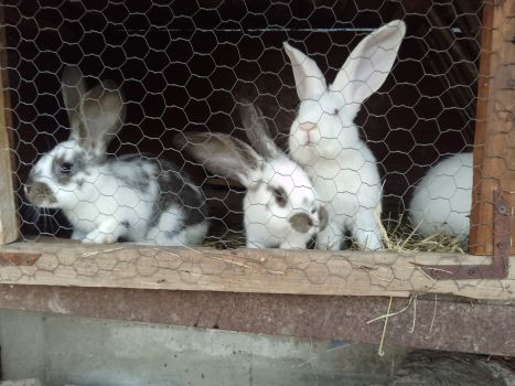 Продається здорова кролиця віком 7 місяців 4