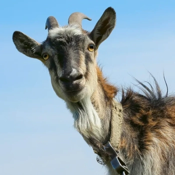 Дійну козу і козенята 1