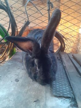 Кролі різного віку 3