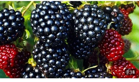 Сортова Ожина  60 грн. 1