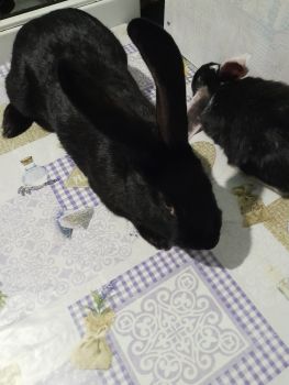 Продаж кроленнят 3