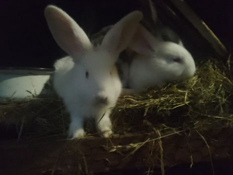 Кроленята від великого кроля Фладер 4