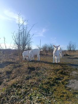 Козичка (зааненка) 5