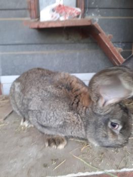 Кролі різного віку 1