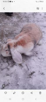 Продаж кроленнят 4