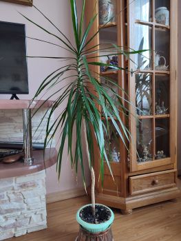 Вазони кімнатні 1