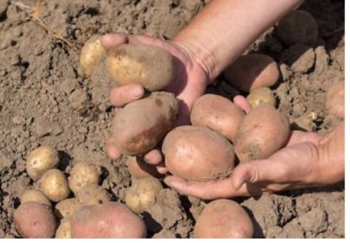 Картопля посадкоа 1