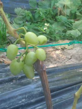 Виноград однорічка 1