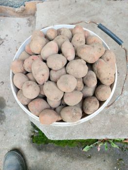 Картопля домашня, необроблена хімією 2