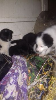 Віддам цуценят 1