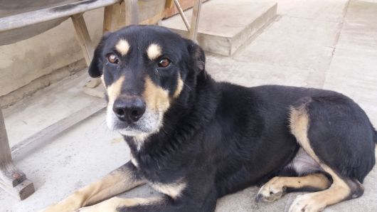 Ротвелер не чистокровний 4