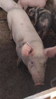 Свиня на забій свинина 1