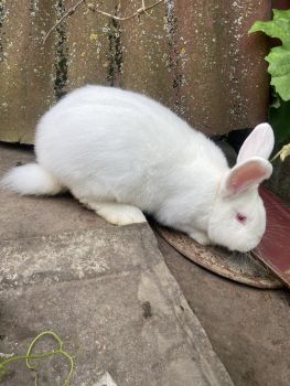 Кролики 3