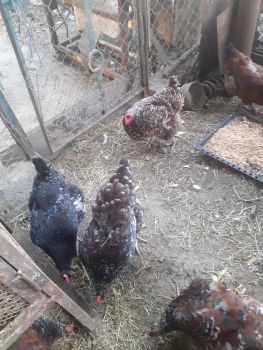 Інкубаційні яйця 2