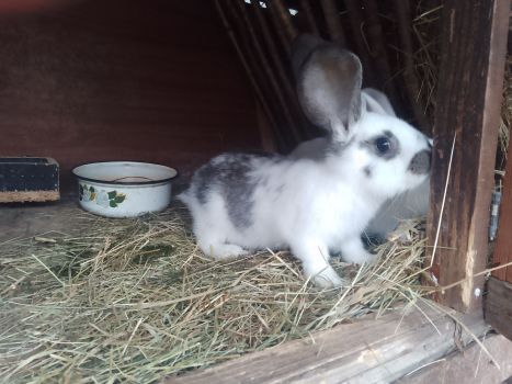 Кроленята від великого кроля Фландер 5