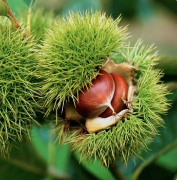 Їстівний крупноплодний японський каштан 1