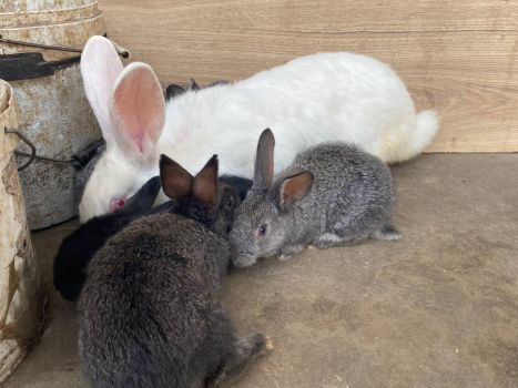 Кроликів 2