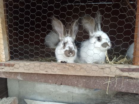 Продається здорова кролиця віком 7 місяців 5