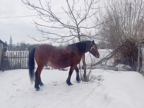 Продам робочого коня 1