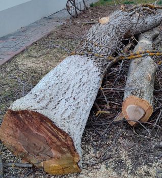 Горіх кругляк, деревина, маеріал 1