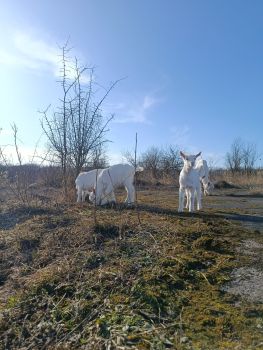 2х місячна козичка від гарних кіз 1