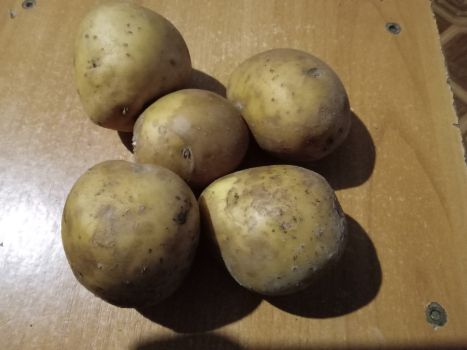 Картопля їсти і на посадку 2