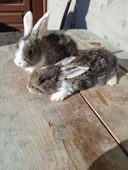 Продаш кріликів 5