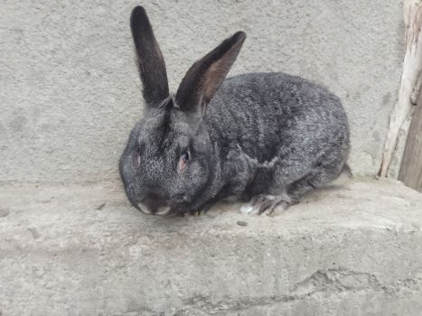 Кріль, вік 8 місяців