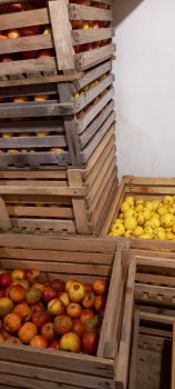 🥔Насіннєва картопля 1