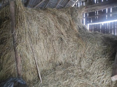 Сіно 2025 року укосу, в наявності приблизно 3-4 т 1