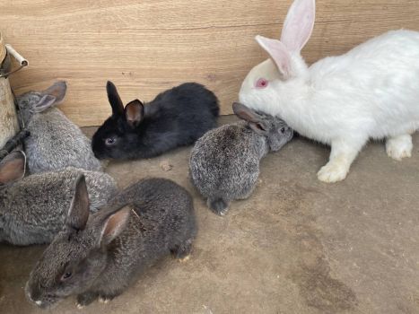 Кроликів 3