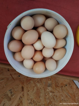 Курячі домашні свіжі яйця 1