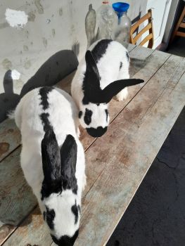 Продаш кріликів 3