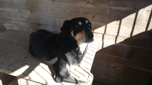 Ротвелер не чистокровний 7