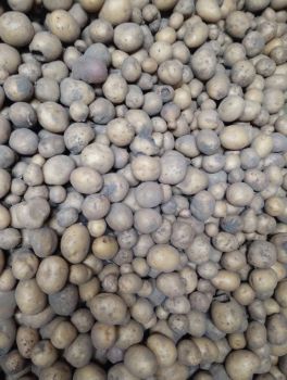 Картопля дрібна 1