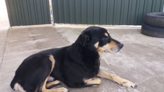 Ротвелер не чистокровний 2