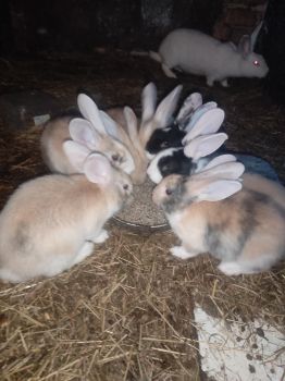 Продаж кроленнят 6