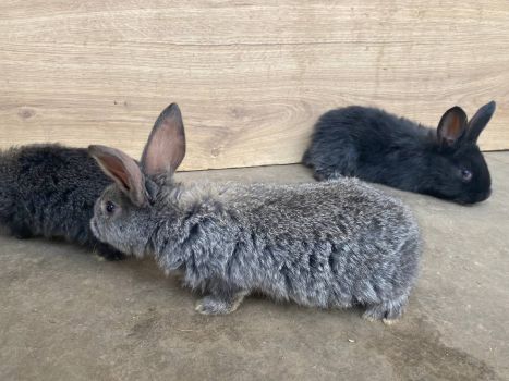 Кроликів 6