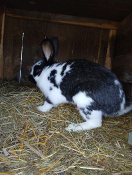 Кролички і кролі 6