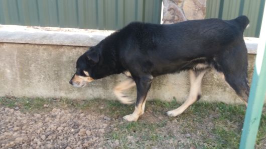 Ротвелер не чистокровний 3