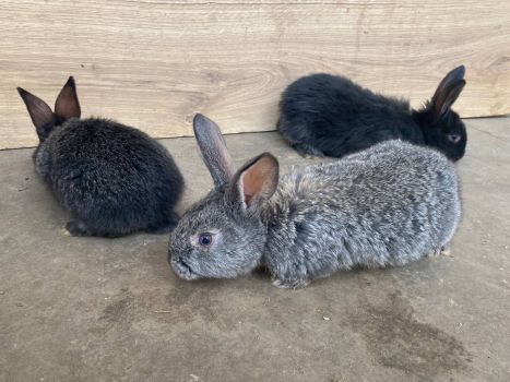 Кроликів 5